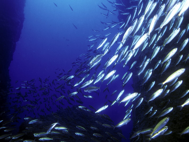 Mare pesci pesca fermo biologico